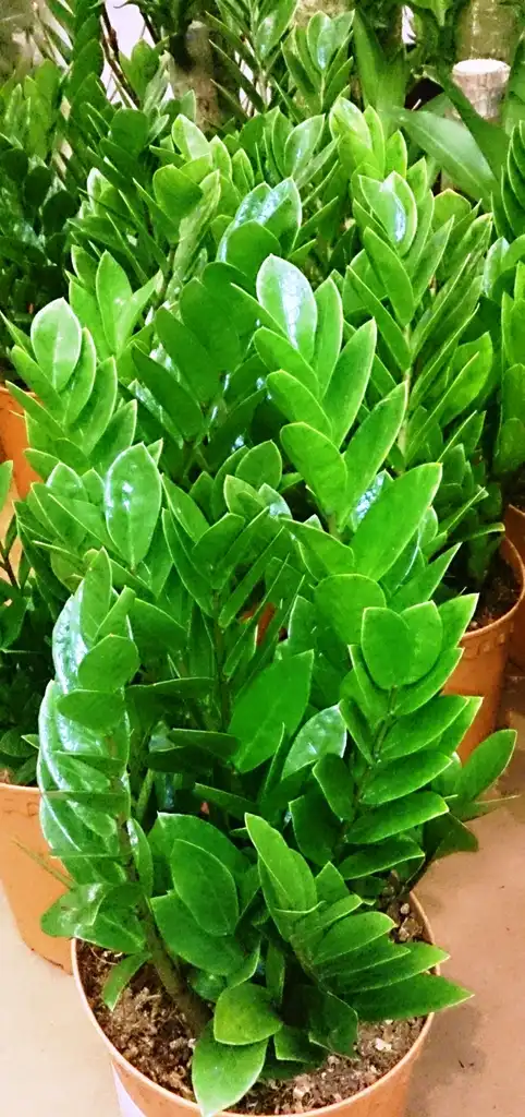 Фото Zamioculcas zamiifolia - Form:Mokkie