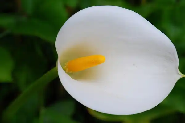 Photo of Zantedeschia aethiopica (Zantedeschia aethiopicas)