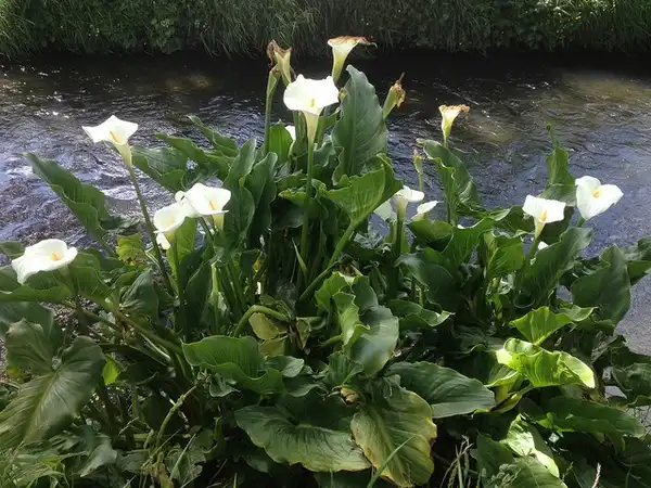 Photo of Zantedeschia aethiopica (Zantedeschia aethiopicas)