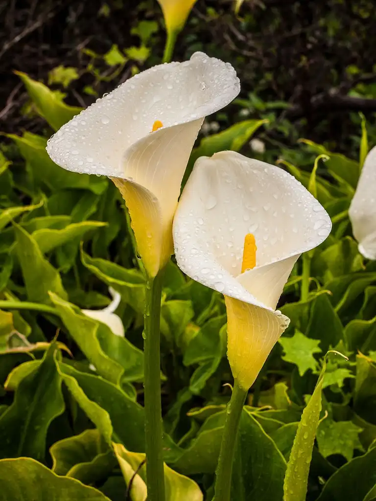Photo of Zantedeschia aethiopica - Zantedeschia aethiopica:Franco Folini