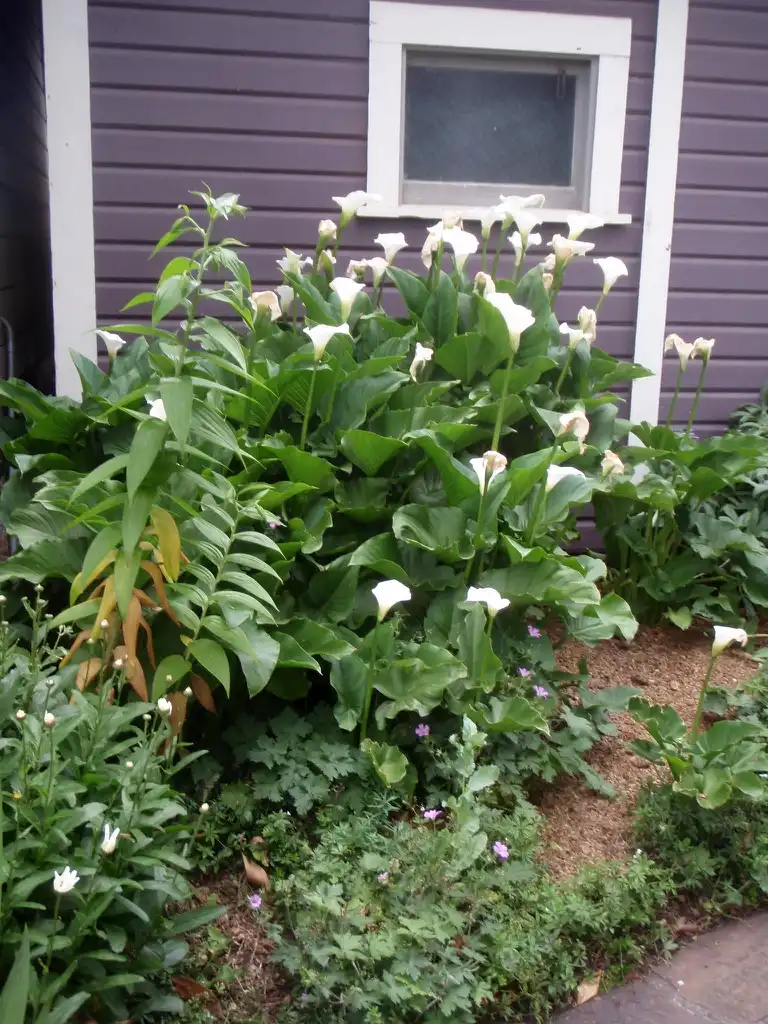 Photo of Zantedeschia aethiopica - Full Form:Jim Robbins