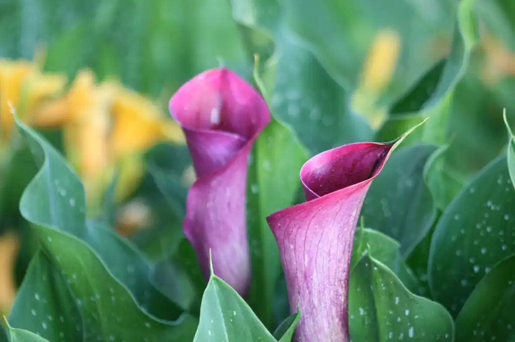 Photo of Zantedeschia aethiopica - Flower and Leaves Close-up (Cleveland County,NC)-Summer:Dotty Leatherwood