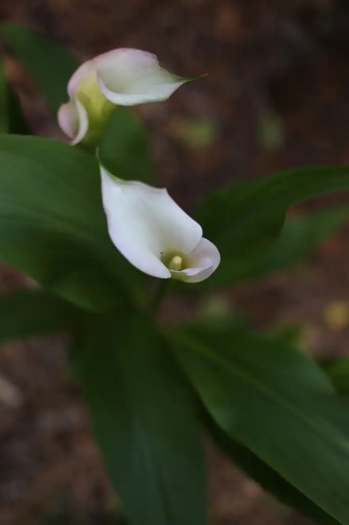 Photo of Zantedeschia aethiopica - Flower Close-up (Cabarrus County, NC):Hope Duckworth