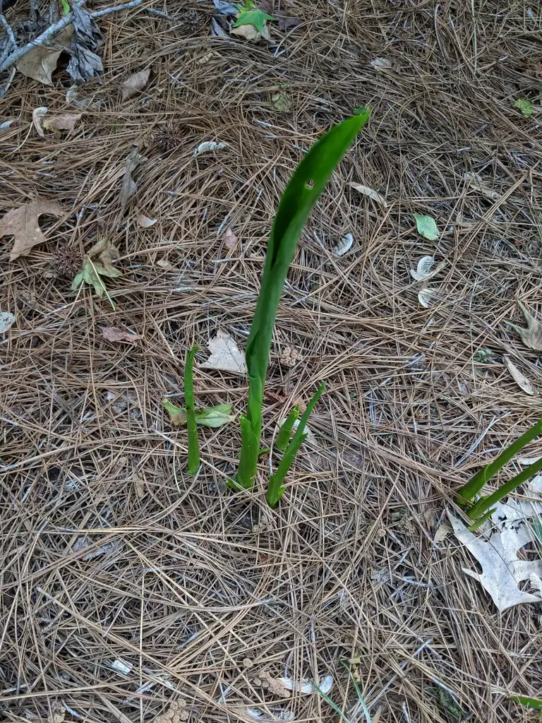 Photo of Zantedeschia aethiopica - Emerging (Cabarrus County,NC)-Spring:Hope Duckworth