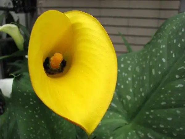Фото Zantedeschia pentlandii (Zantedeschia pentlandiis)