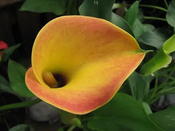Photo of Zantedeschia (Zantedeschias)
