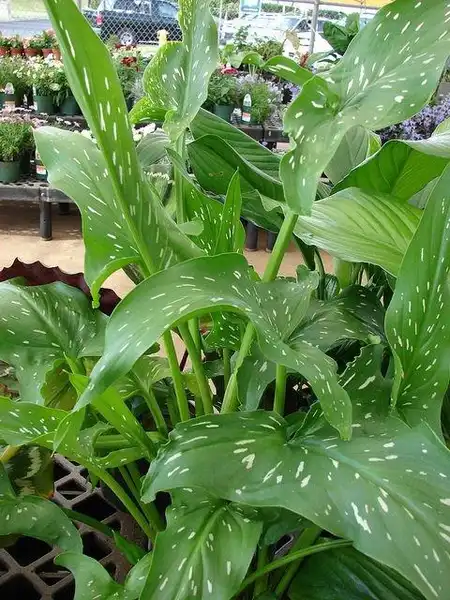 Photo of Zantedeschia (Zantedeschias)