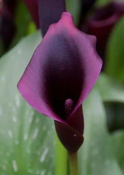 Photo of Zantedeschia - Zantedeschia:Tony Hisgett