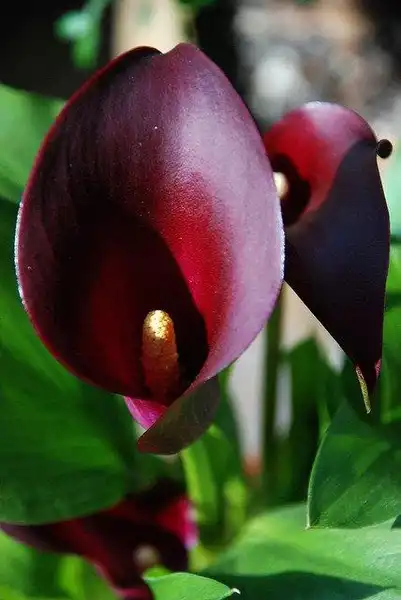 Photo of Zantedeschia - Zantedeschia:Jarek Zok