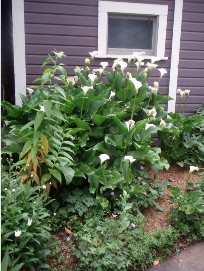 Photo of Zantedeschia - Zantedeschia - full plant:Jim Robbins