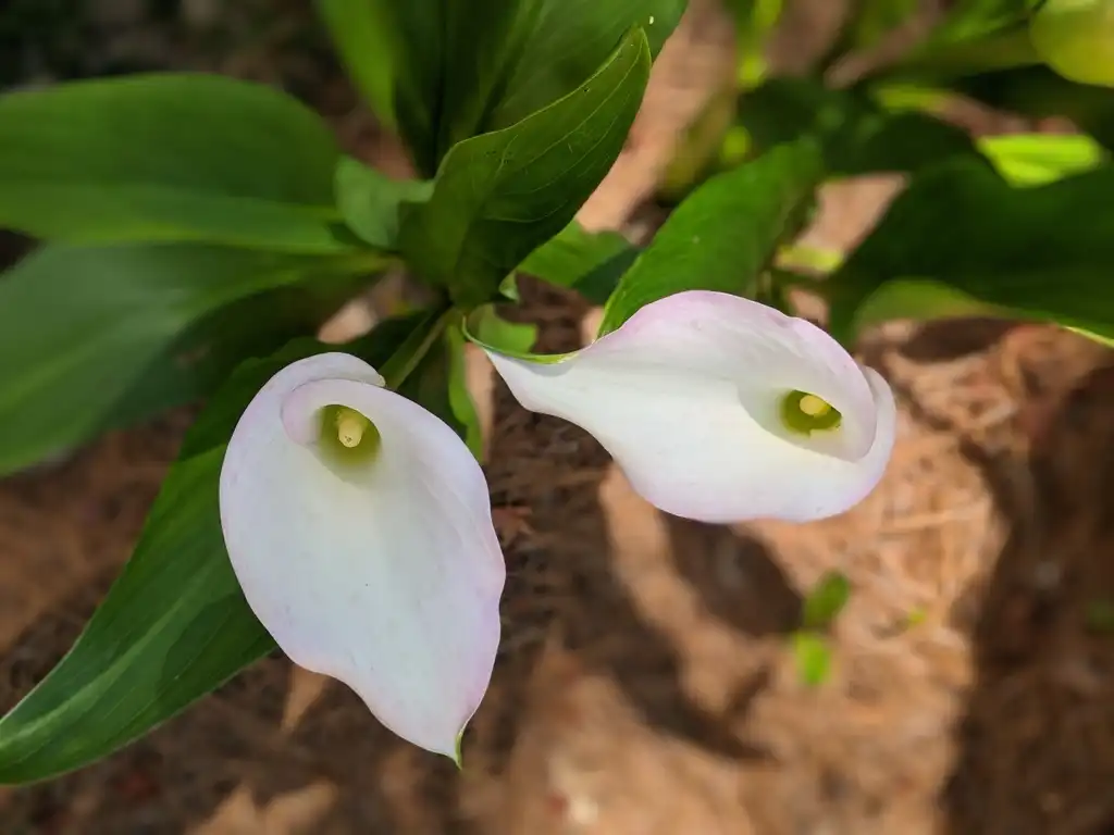 Photo of Zantedeschia - Inside Flower (Cabarrus County, NC):Hope Duckworth