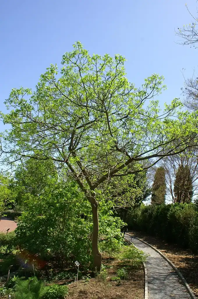 Foto de Zanthoxylum clava-herculis (Zanthoxylum clava-herculiss)