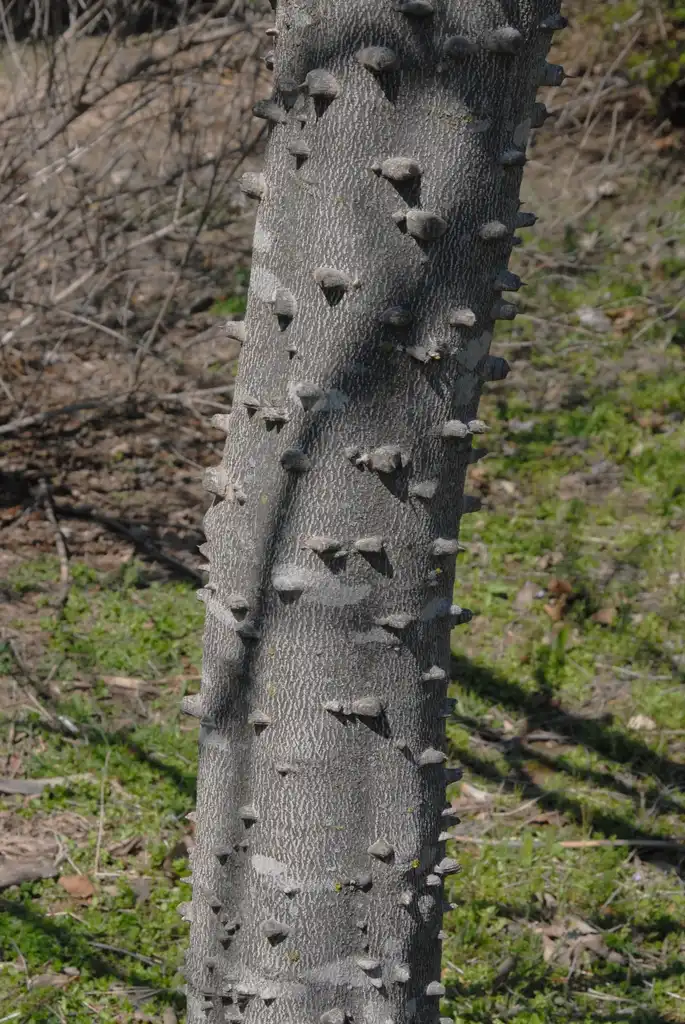 Foto de Zanthoxylum clava-herculis - Bark:Jim Robbins