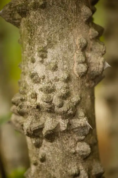 Foto de Zanthoxylum simulans (Zanthoxylum simulanss)