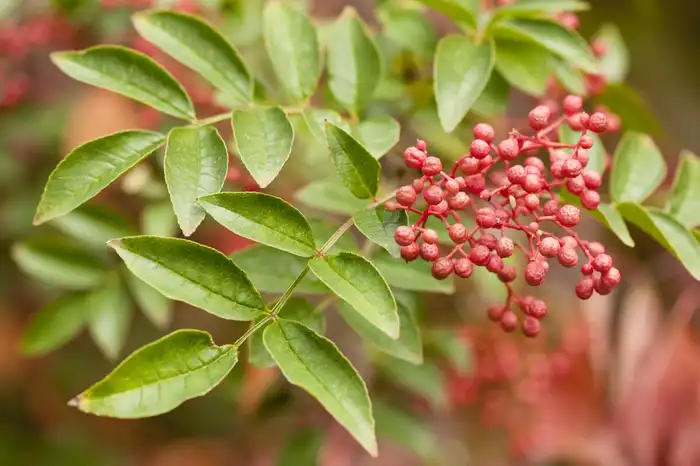 Foto de Zanthoxylum simulans (Zanthoxylum simulanss)