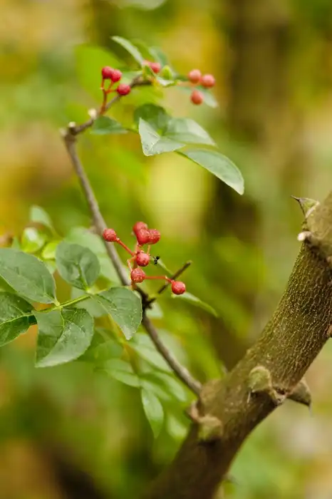 Foto de Zanthoxylum simulans - Zanthoxylum simulans: