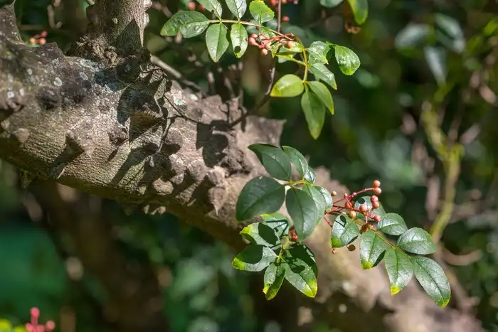 Foto de Zanthoxylum simulans - Zanthoxylum simulans: