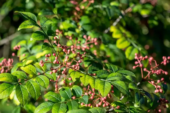 Foto de Zanthoxylum simulans - Zanthoxylum simulans: