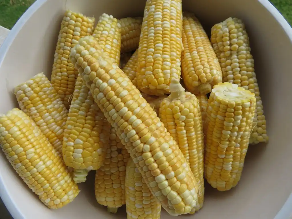 Foto de Zea mays (Zea mayss)