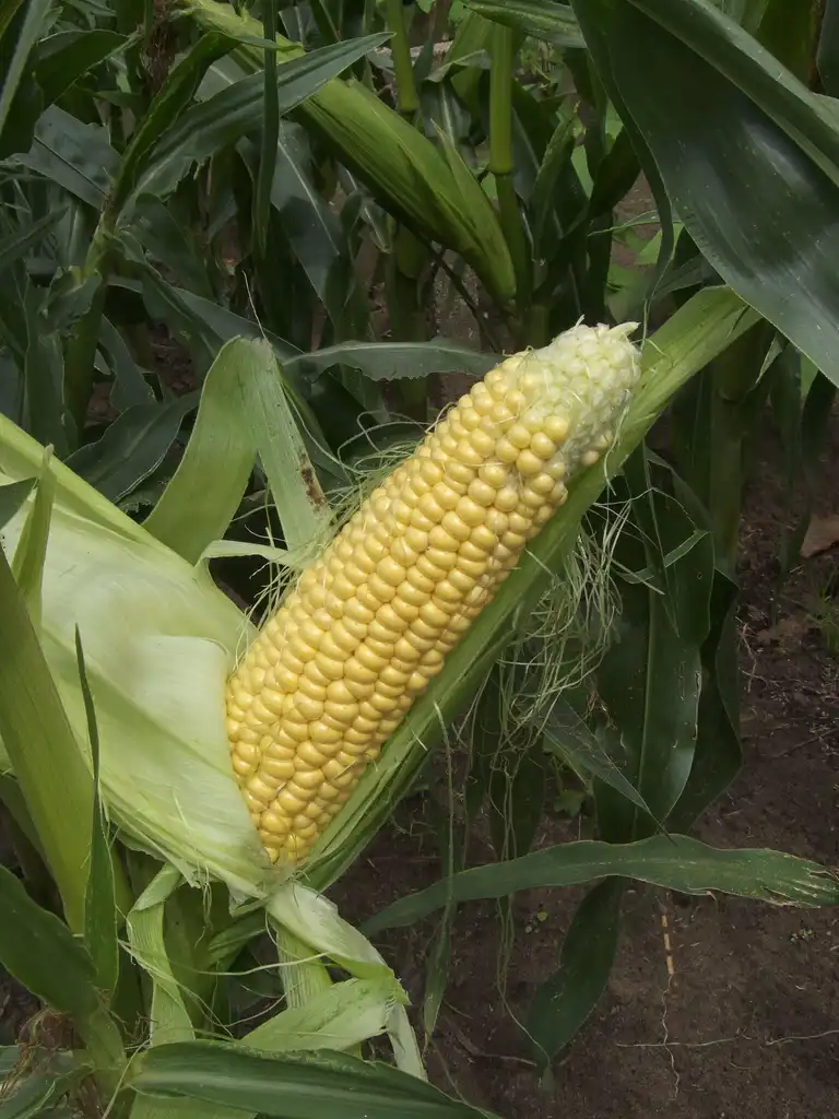 Foto de Zea mays (Zea mayss)
