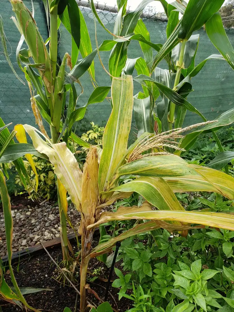 Foto de Zea mays - Maize dwarf mosaic virus on corn:Scot Nelson