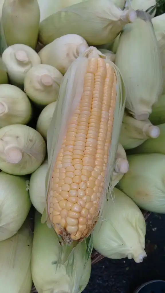 Foto de Zea mays - Zea mays var. ceratina:Vardhanjp