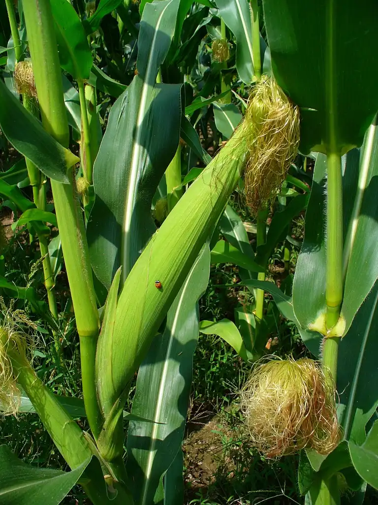 Foto de Zea mays - female inflorescence:H. Zell