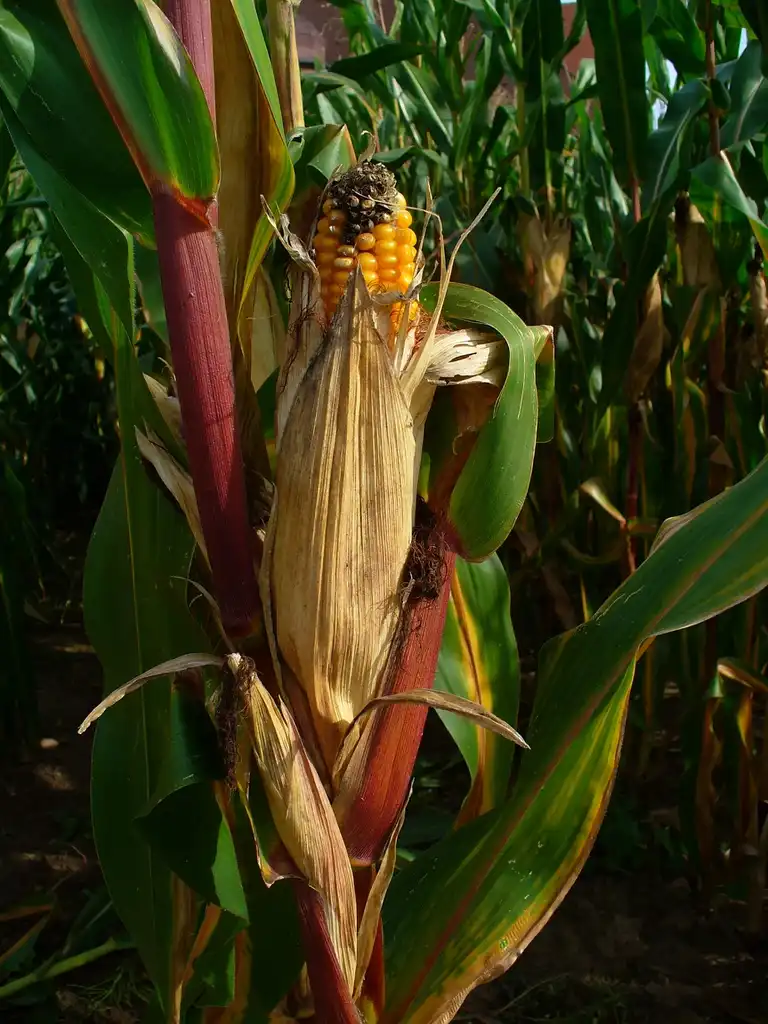 Foto de Zea mays - infrutescence:H. Zell