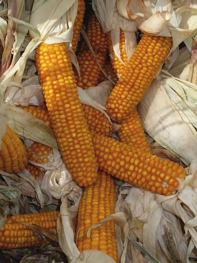 Foto de Zea mays - Corn cobs:H. Zell