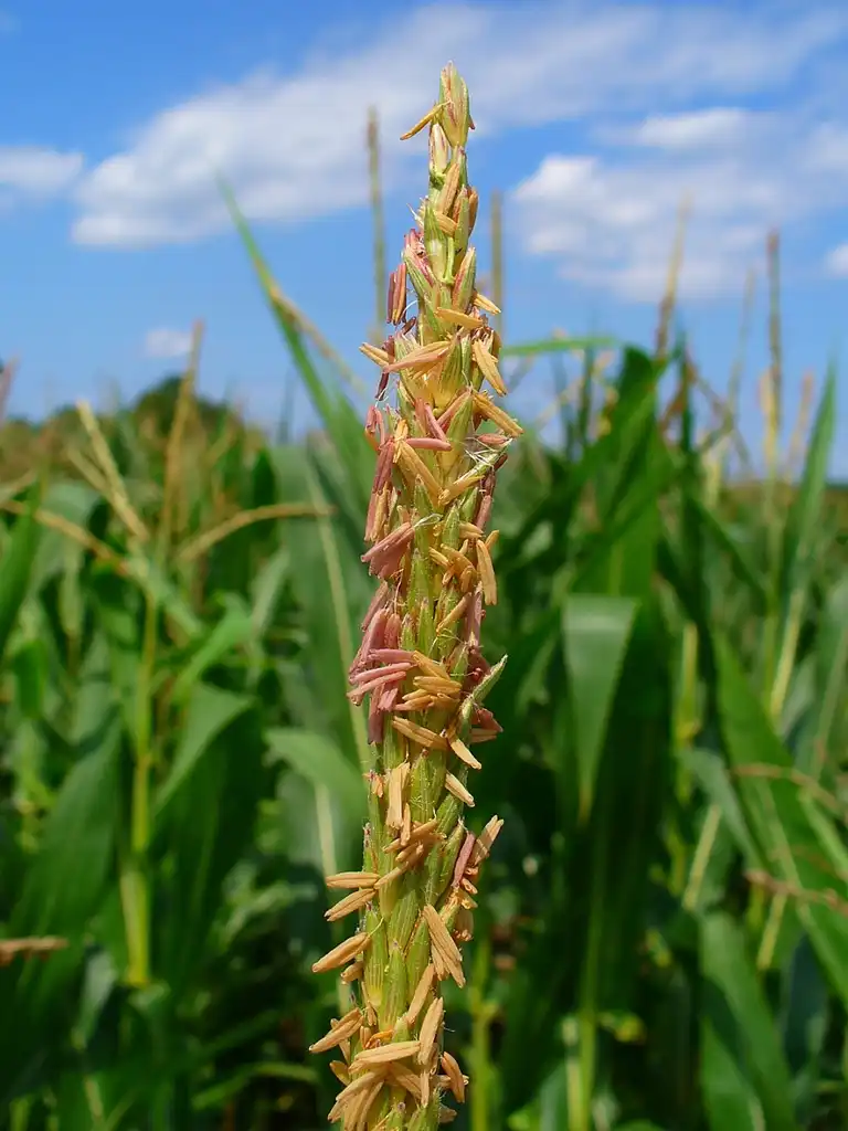 Foto de Zea mays - Male flowers:H. Zell