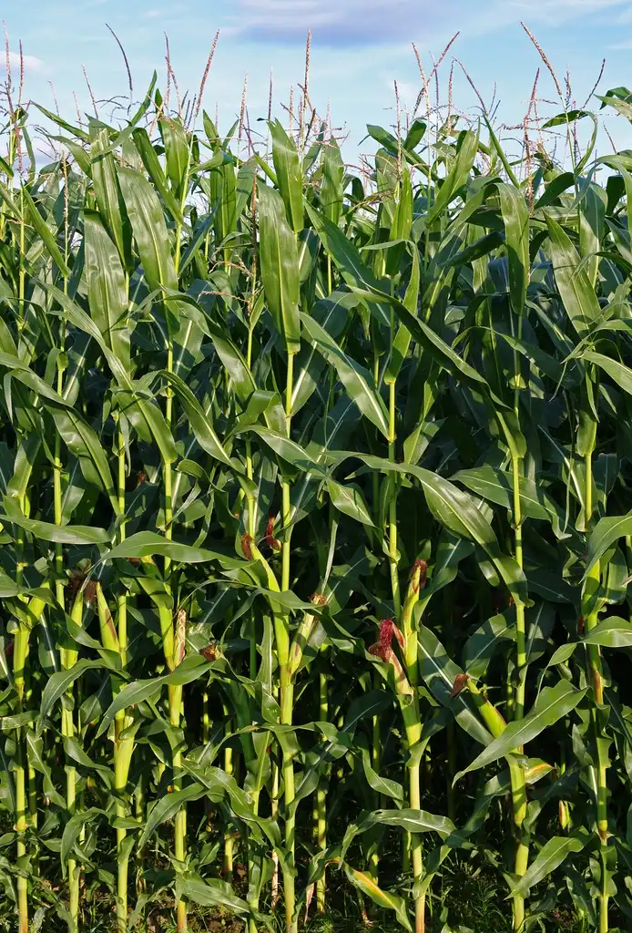 Foto de Zea mays - Corn field (habit):Christian Fischer