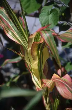Foto de Zea mays - :