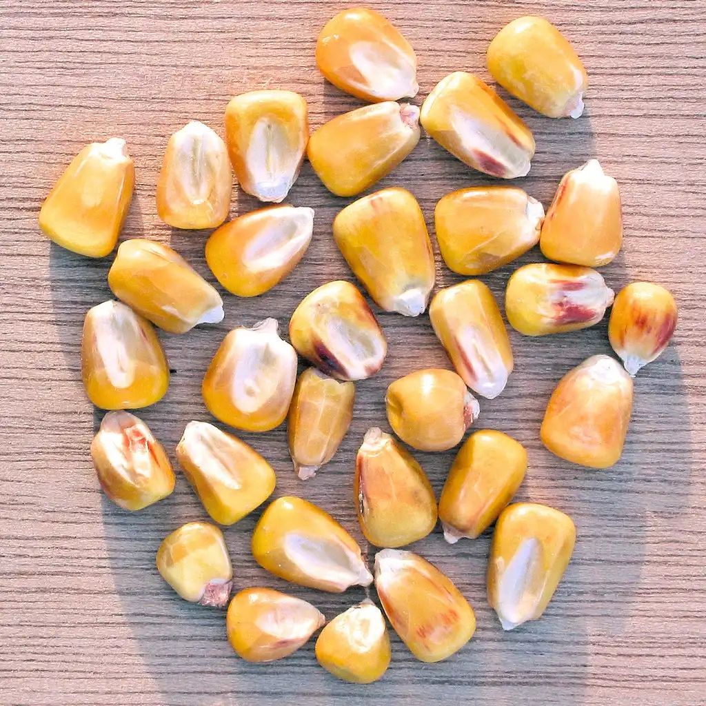 Foto de Zea mays - Seeds:Rasbak