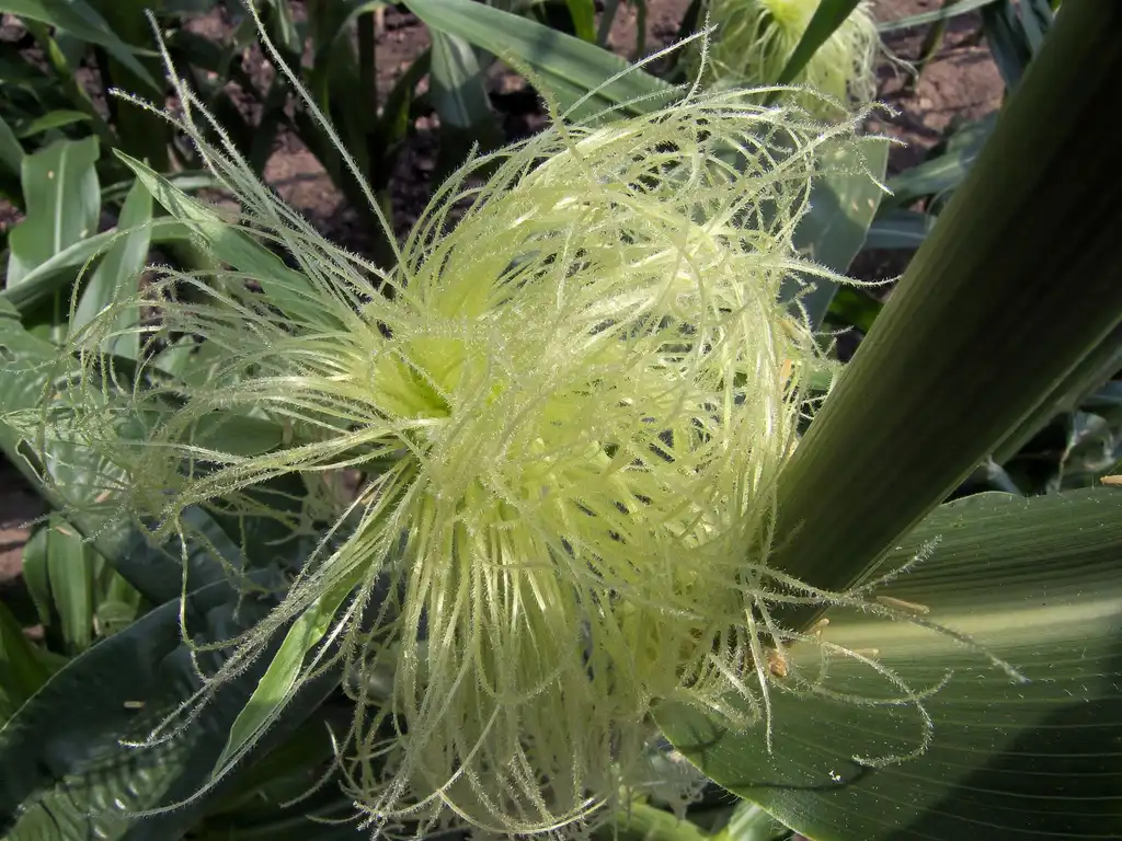 Foto de Zea mays - Silk:Rasbak