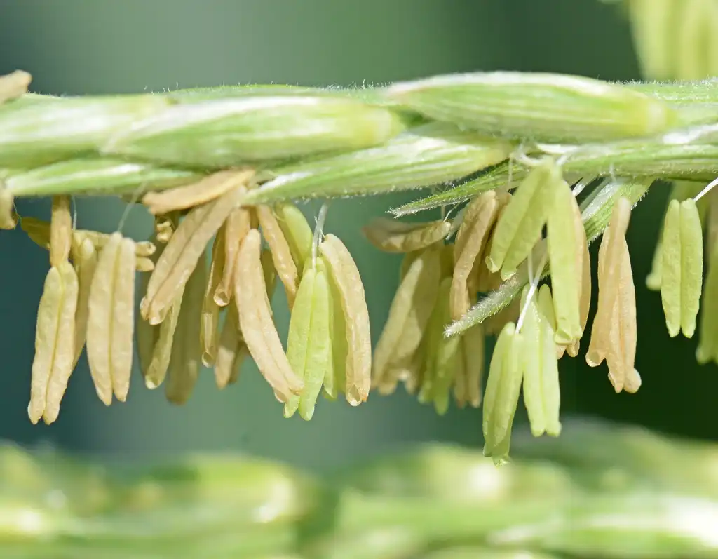 Foto de Zea mays - Stamens:Rasbak