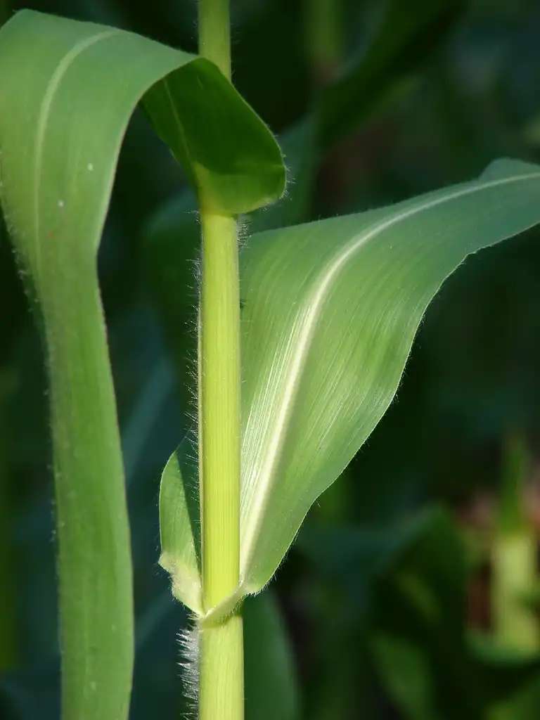 Foto de Zea mays - Stalk and leaves:Forest & Kim Starr
