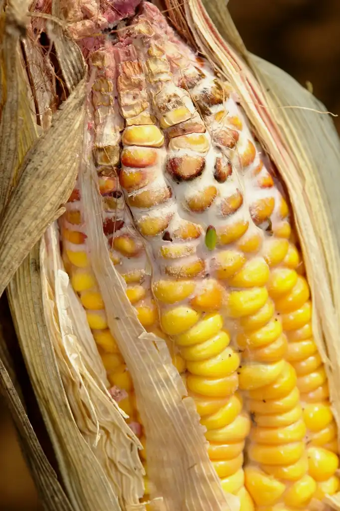 Foto de Zea mays - Corn has Gibberella ear rot (Gibberella zeae):Scot Nelson