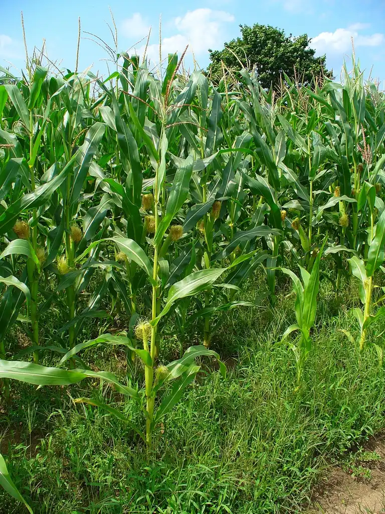 Foto de Zea mays - Form:H. Zell