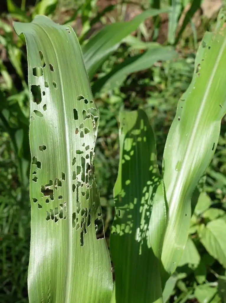 Foto de Zea mays - Leaf eaten by Chinese rose beetle:Scot Nelson