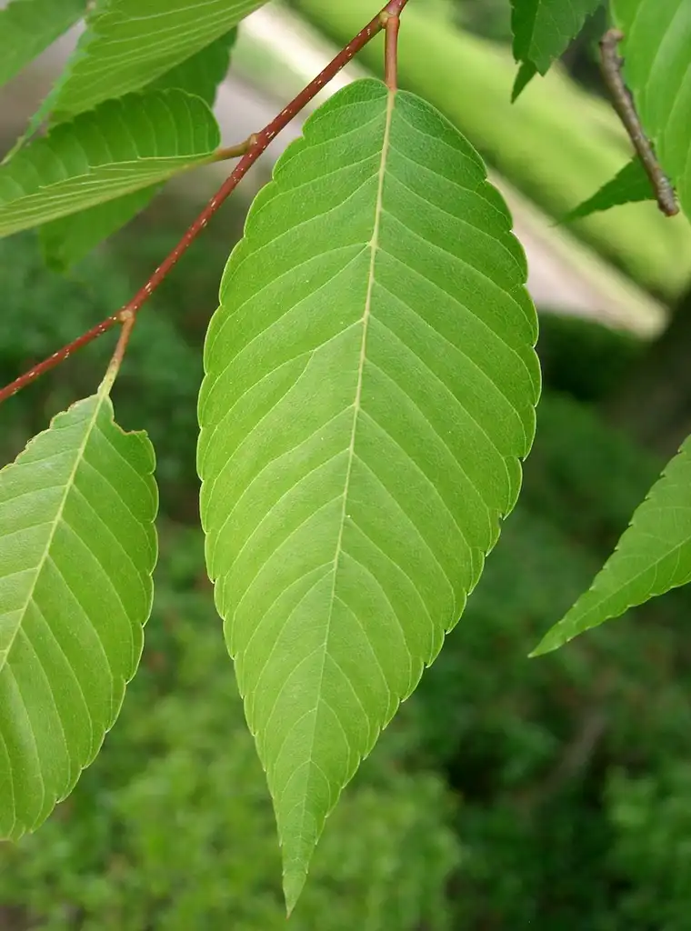 Photo of Zelkova serrata (Zelkova serratas)