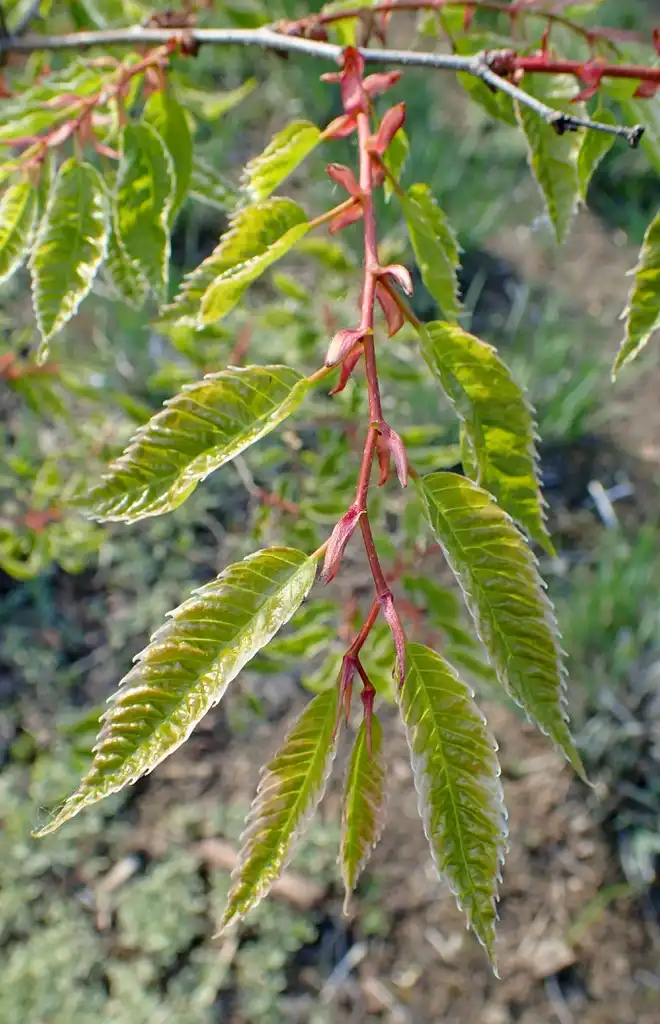 Photo of Zelkova serrata (Zelkova serratas)