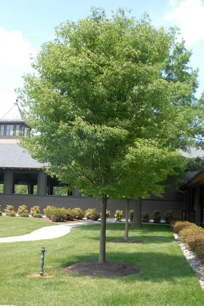 Photo of Zelkova serrata - 'Green Vase' Form:Jim Robbins
