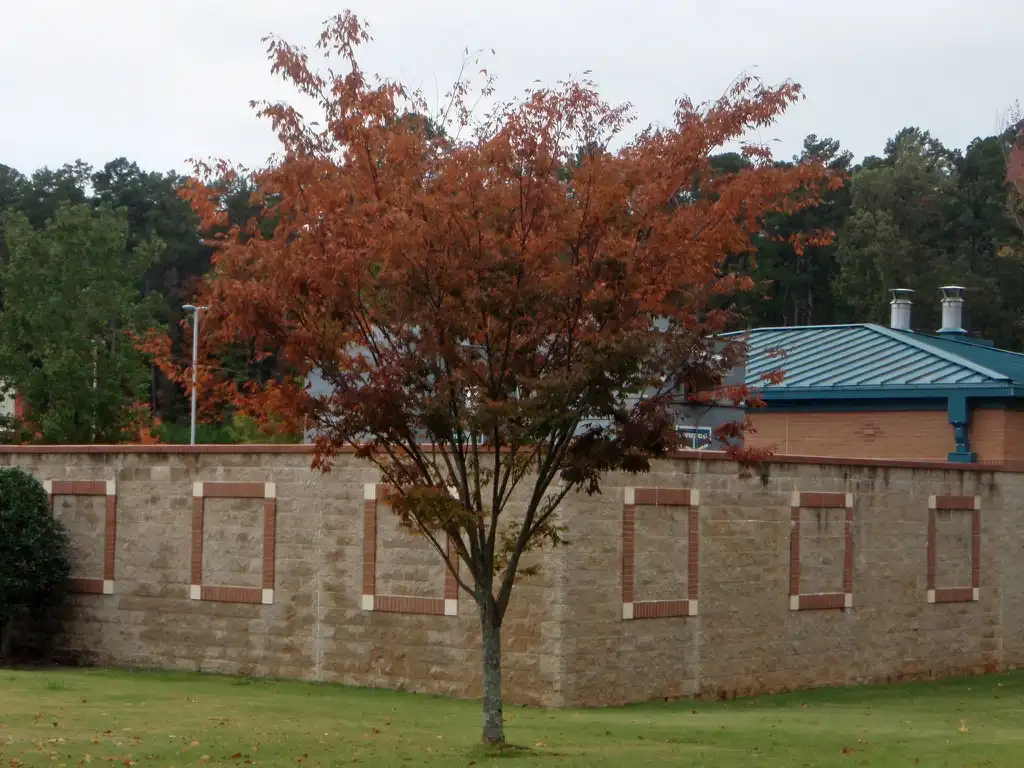 Photo of Zelkova serrata - Fall Color Form:Jim Robbins