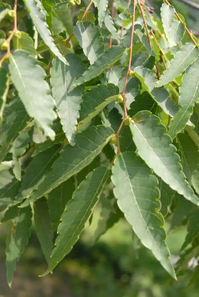 Photo of Zelkova serrata - Fruit and Leaves:Jim Robbins