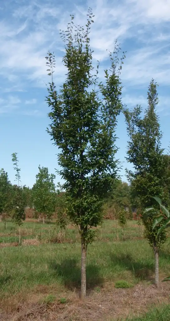 Photo of Zelkova serrata - 'Musashino' Form:Jim Robbins
