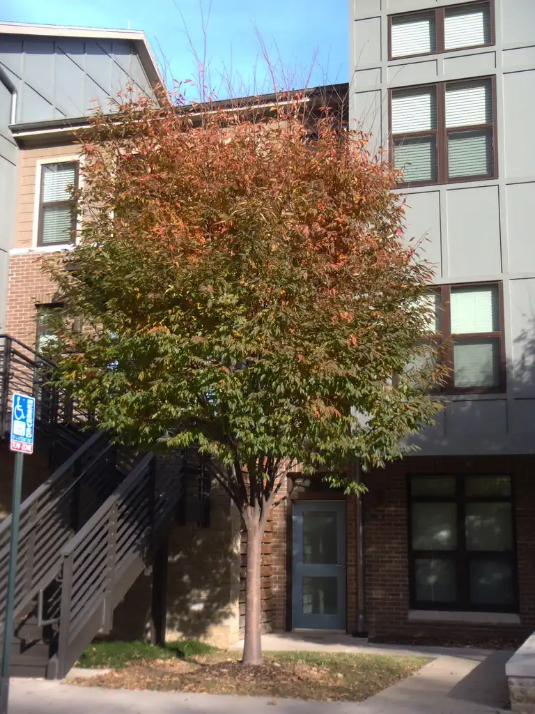 Photo of Zelkova serrata - 'Green Vase' Fall Color Form:Jim Robbins