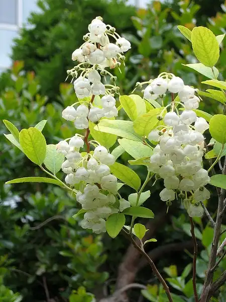 Фото Zenobia pulverulenta (Zenobia pulverulentas)
