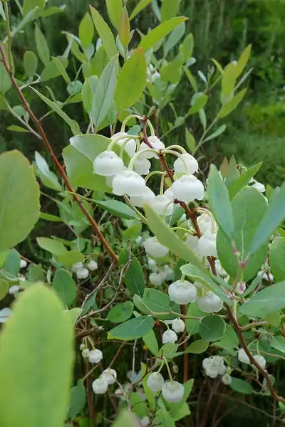 Фото Zenobia pulverulenta (Zenobia pulverulentas)