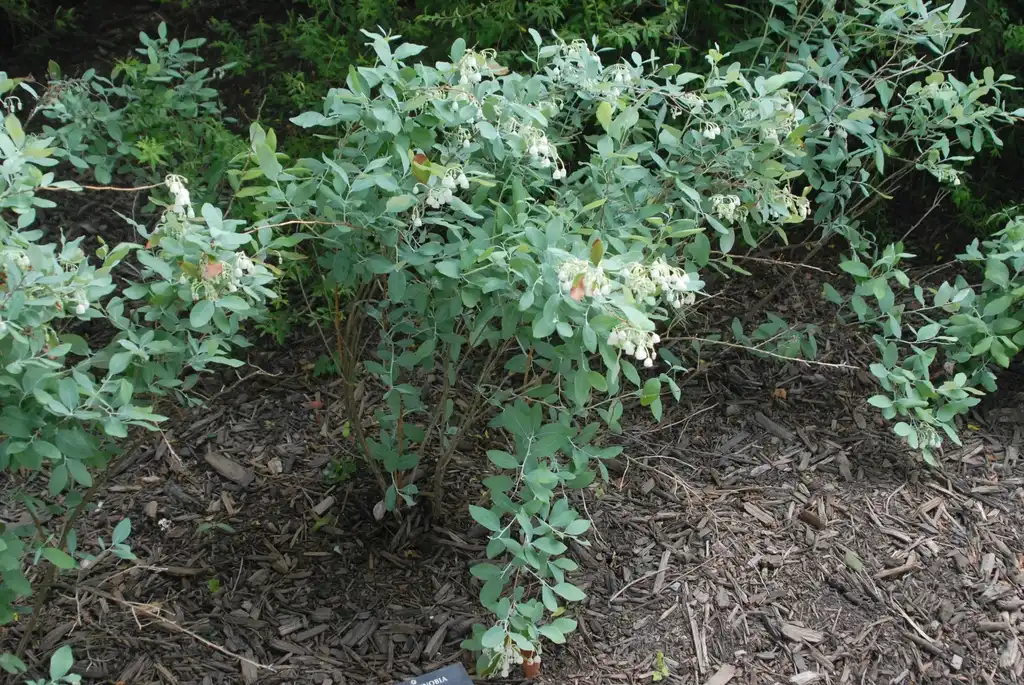 Фото Zenobia pulverulenta - Flower Form (Biltmore, NC):Jim Robbins