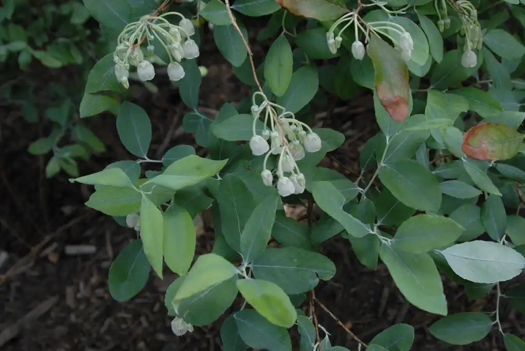 Фото Zenobia pulverulenta - Flower and Leaves (Biltmore, NC):Jim Robbins